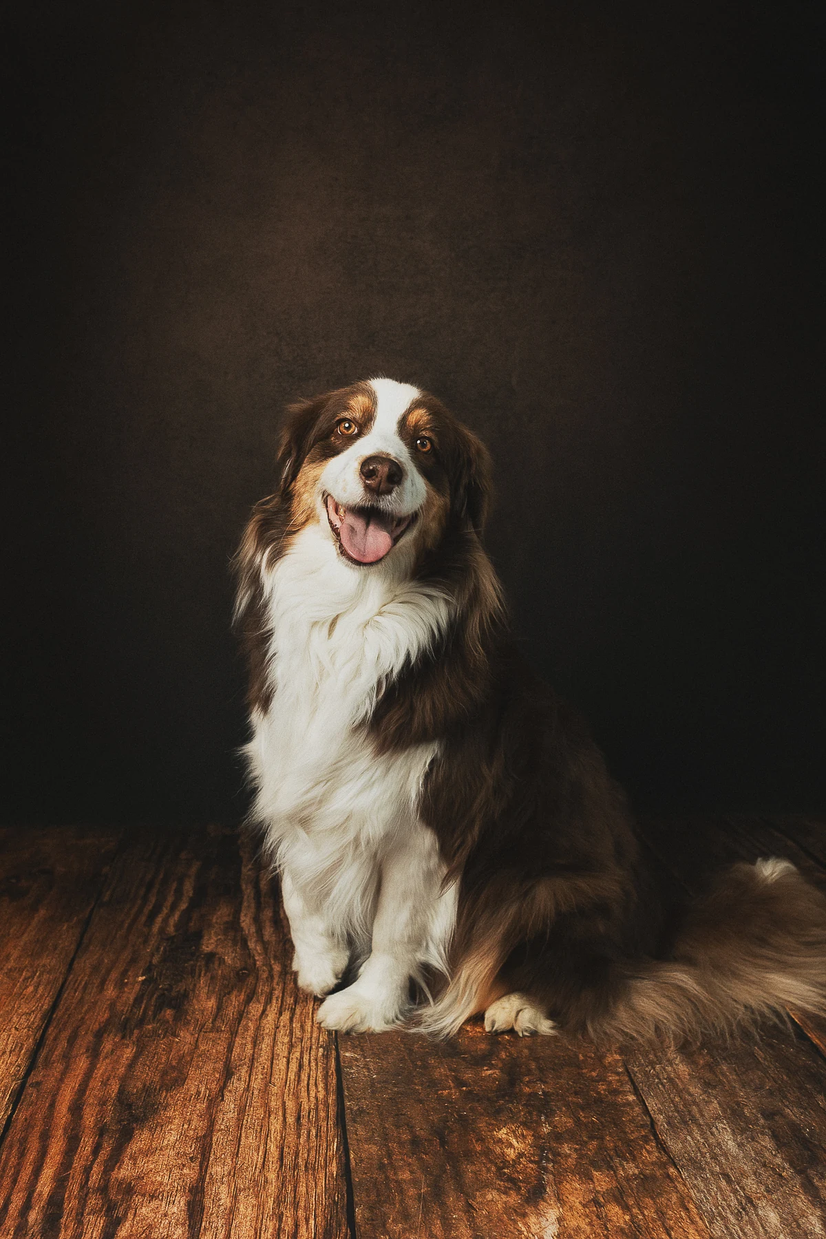 Portrait d’un berger australien au studio Elisa Baron près d’Angers